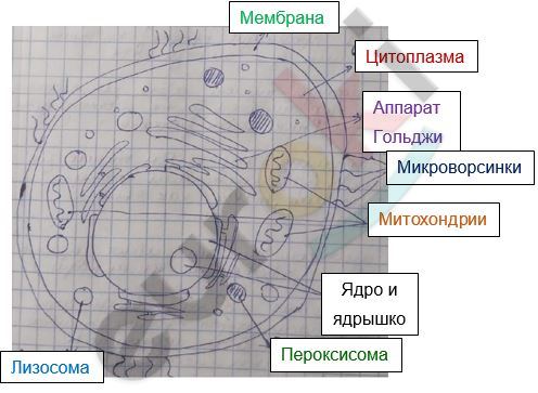 Diagram Description automatically generated