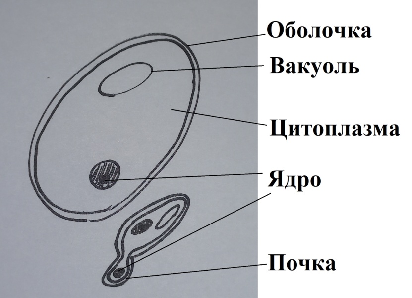 дрожжи.jpg